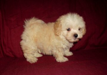 Higgins – MaltiPoo male