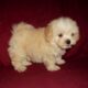 Higgins – MaltiPoo male
