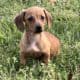 Dachshund Chihuahua mix 70/30
