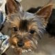 CKC Teacup Yorkie puppies