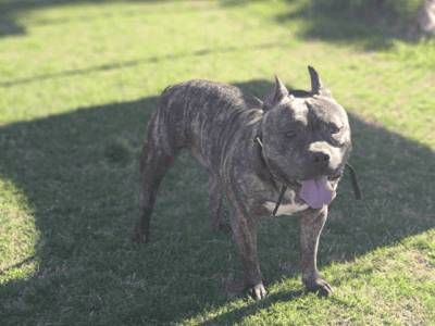 Need to rehome my american bully 5yrs old.