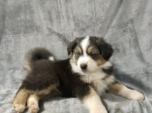 Australian Shepherd (Rocky)