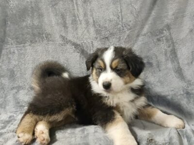 Australian Shepherd (Rocky)
