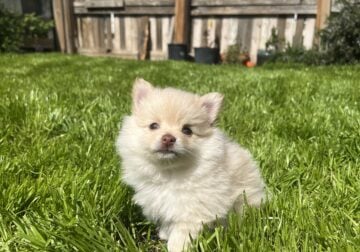 Pomeranian