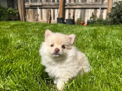 Pomeranian