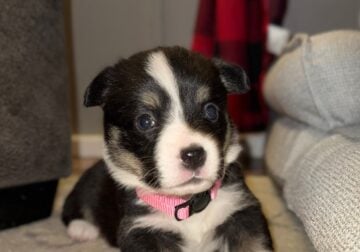 Girl 1 Pembroke Welsch Corgi