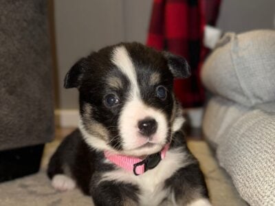 Girl 1 Pembroke Welsch Corgi