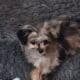 Toy Assiedoddle needs rehoming