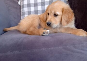 AKC Honey