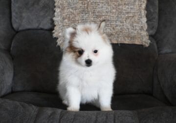 Pomeranian Ellie