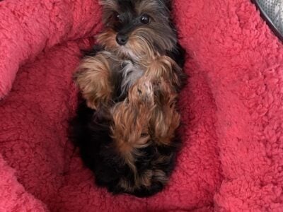 Tiny Yorkie male