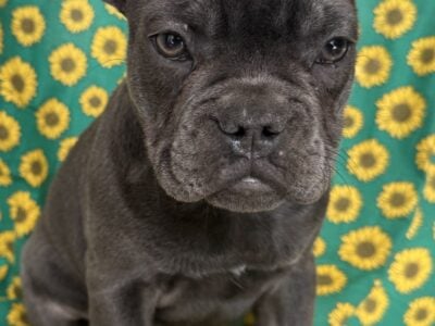 French Bulldog Puppies