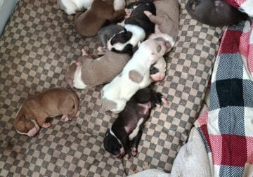 Pit Puppies- Ready To Go Soon!