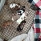 Pit Puppies- Ready To Go Soon!