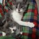Kitten for sale $75