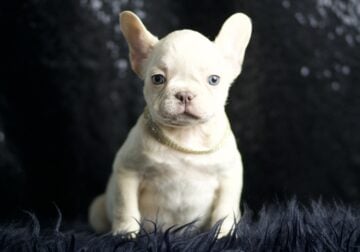 Marley AKC French Bulldog
