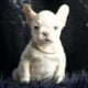 Marley AKC French Bulldog
