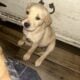 Female Goldador Puppies