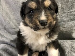 Australian Shepherd(Bear)