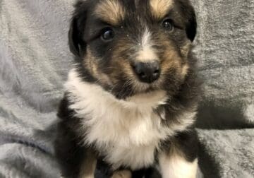 Australian Shepherd