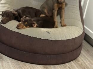 Puppies for FREE