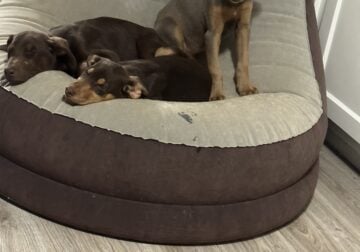 Puppies for FREE