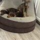 Puppies for FREE