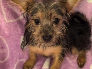 Yorkshire teacup Boy Green