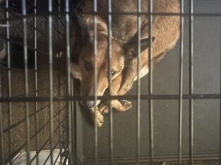 Australian Cattle dog rehoming