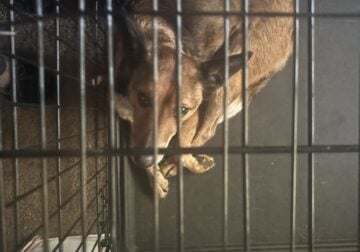 Australian Cattle dog rehoming
