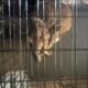 Australian Cattle dog rehoming