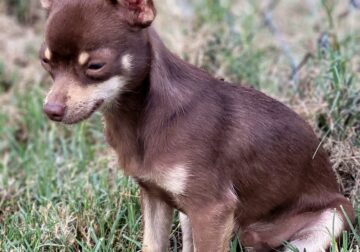 Male chihuahua