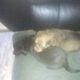 Chiweenie