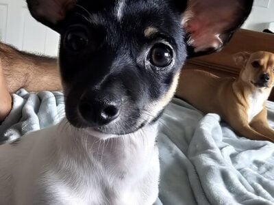 7 month old male Chihuahua