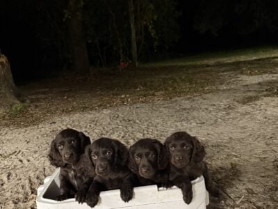 BSS registered Boykin spaniels