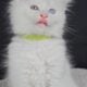 Maine Coon Kittens