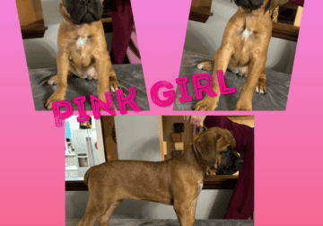AKC Cane Corso Puppies