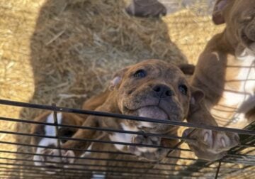 Olde English Bulldog and Pitbull Mix Puppies