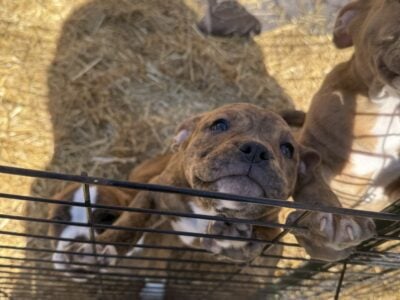 Olde English Bulldog and Pitbull Mix Puppies
