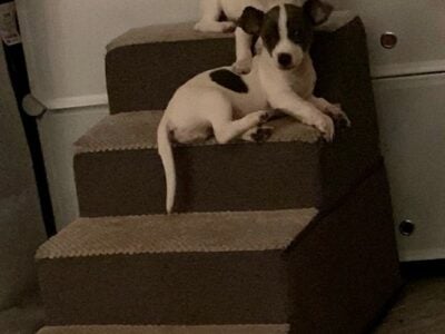 2 Chiuhauha Puppies
