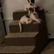2 Chiuhauha Puppies