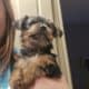 Beautiful Yorkie male