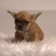 Litter of 6 French Bulldog Puppies