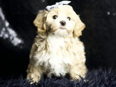 Lavender F1 Maltipoo