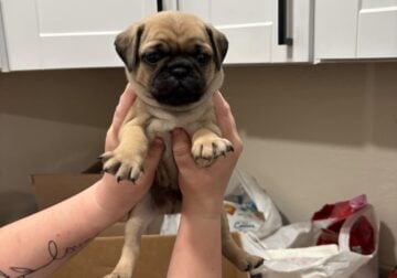 Pug Puppies