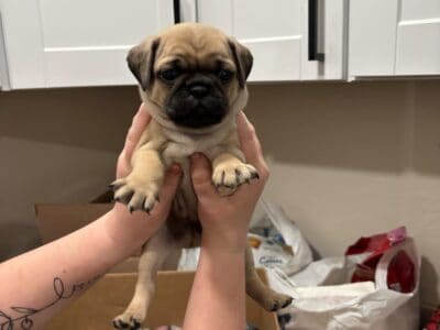 Pug Puppies