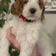 Mini Tri-Color Parti Poodle Puppies 15-20 lbs