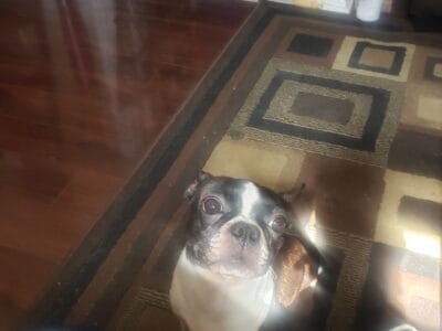 Sweet and Loving 7-Year-Old Female Boston Terrier