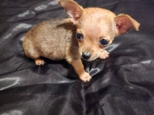 Teacup chihuahua applehead