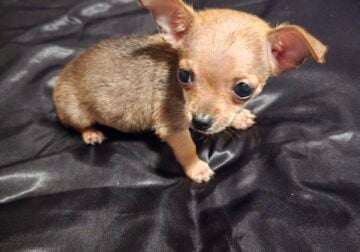 Teacup chihuahua applehead
